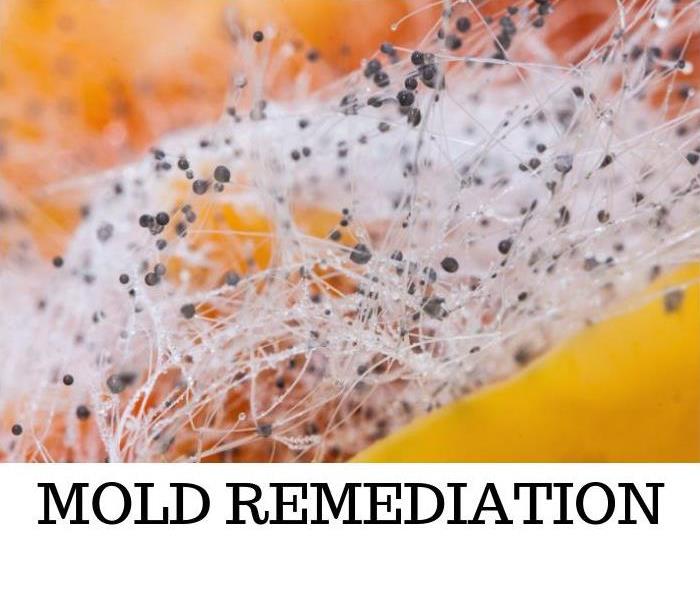 mold spores with caption "Mold Remediation"