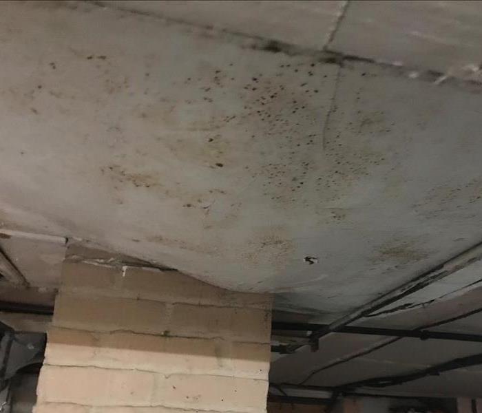 mold in a home or commercial property 